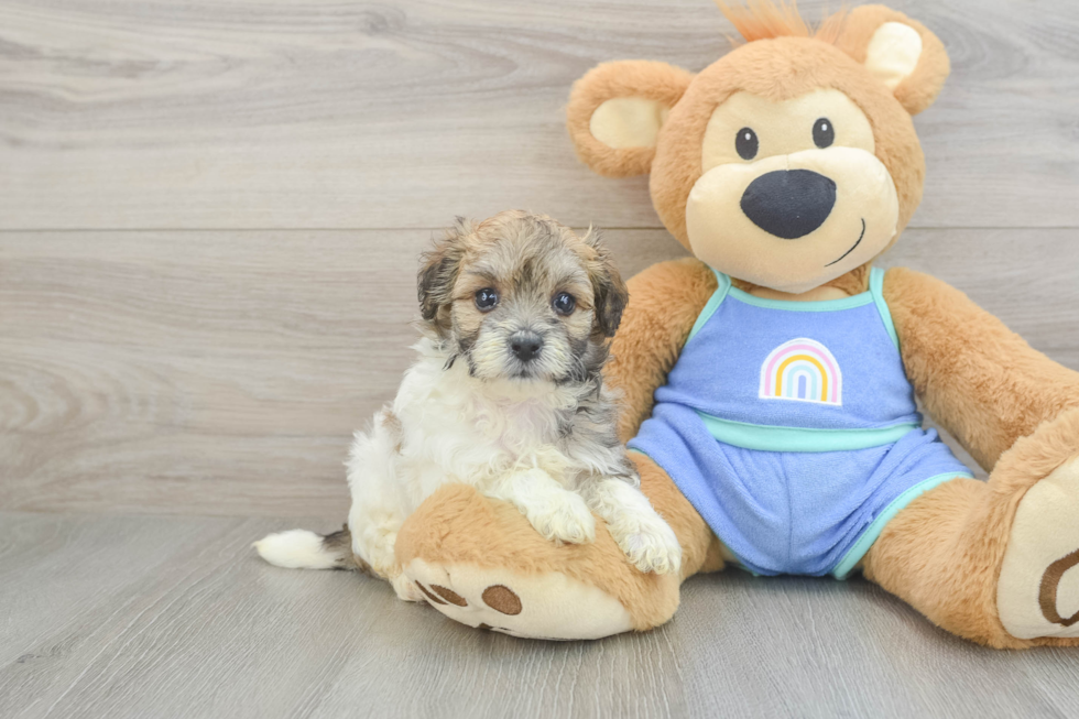 Best Maltipoo Baby