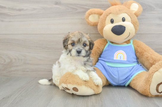 Best Maltipoo Baby