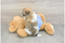 Maltipoo Pup Being Cute