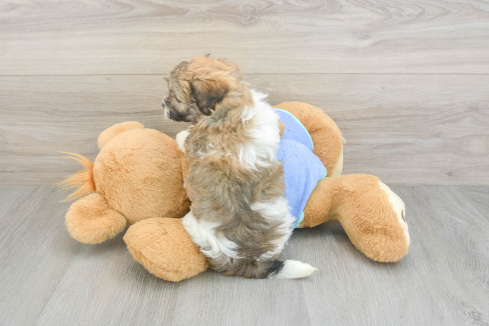 Maltipoo Pup Being Cute