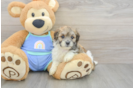 Funny Maltipoo Poodle Mix Pup