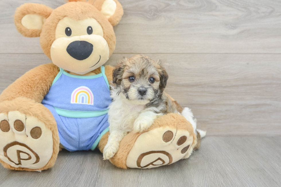 Funny Maltipoo Poodle Mix Pup