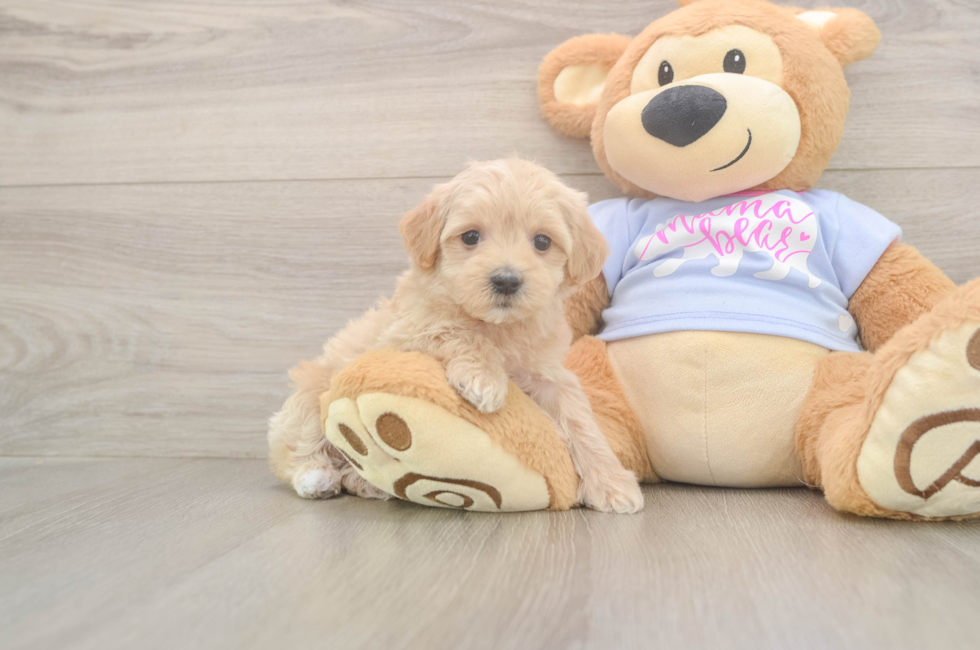 6 week old Maltipoo Puppy For Sale - Lone Star Pups
