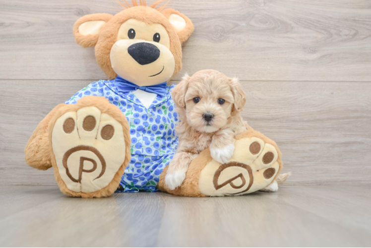 Maltipoo Pup Being Cute