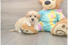 Popular Maltipoo Poodle Mix Pup
