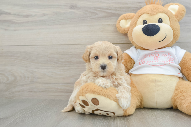 Meet Raquel - our Maltipoo Puppy Photo 1/3 - Lone Star Pups
