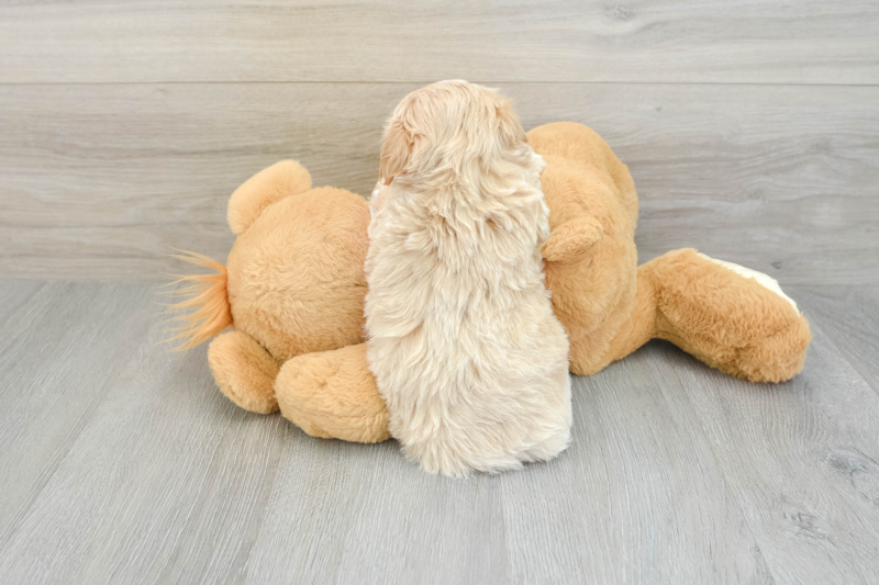 Meet Raquel - our Maltipoo Puppy Photo 2/3 - Lone Star Pups