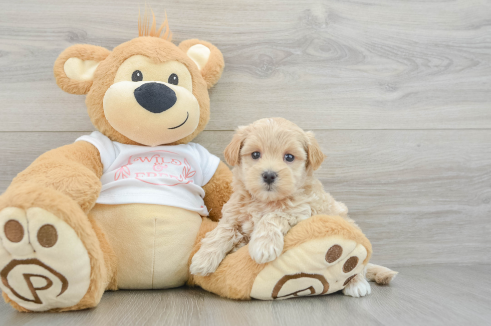 7 week old Maltipoo Puppy For Sale - Lone Star Pups