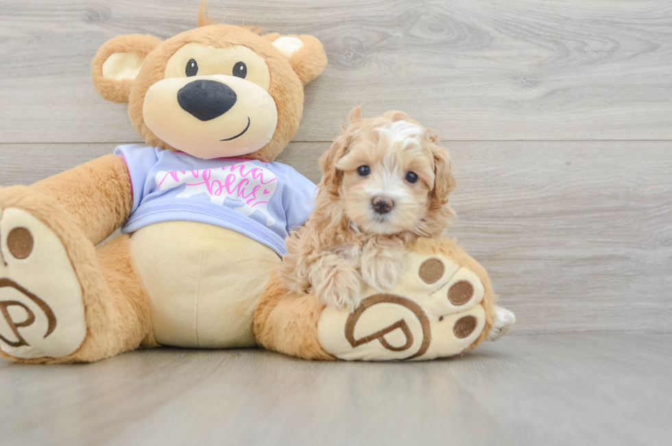 5 week old Maltipoo Puppy For Sale - Lone Star Pups