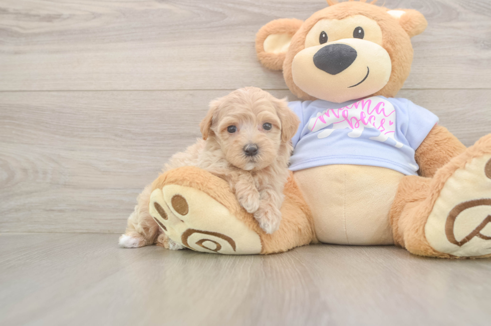 6 week old Maltipoo Puppy For Sale - Lone Star Pups