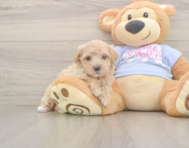 9 week old Maltipoo Puppy For Sale - Lone Star Pups 9 week old Maltipoo Puppy For Sale - Lone Star Pups