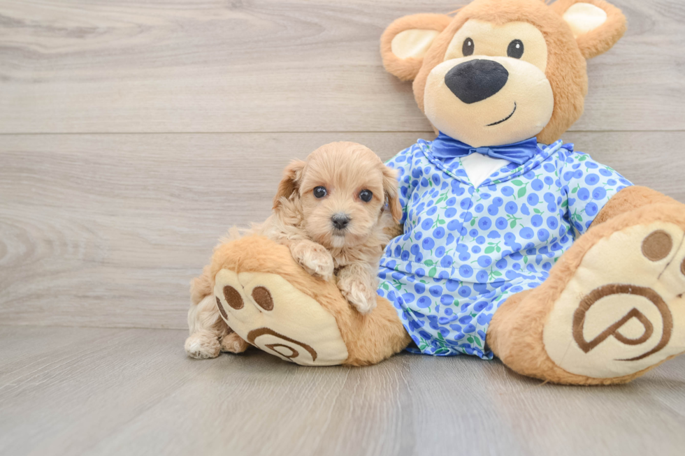 Maltipoo Puppy for Adoption