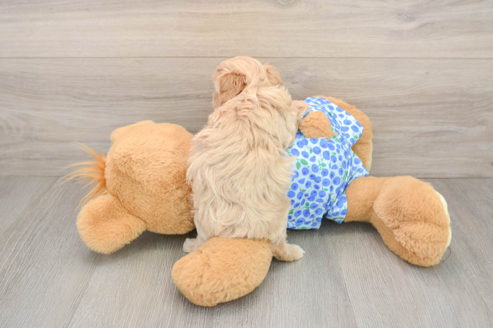 Friendly Maltipoo Baby