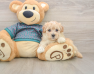 8 week old Maltipoo Puppy For Sale - Lone Star Pups