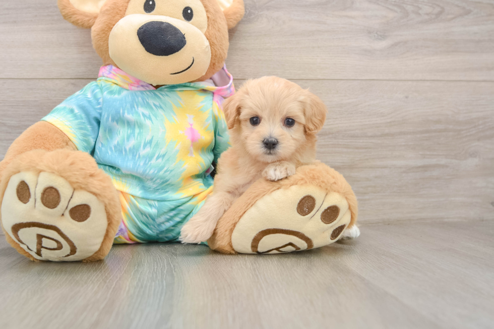 Small Maltipoo Baby
