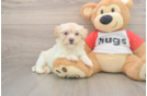 Funny Maltipoo Poodle Mix Pup