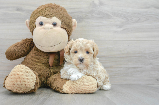 Cute Maltipoo Baby