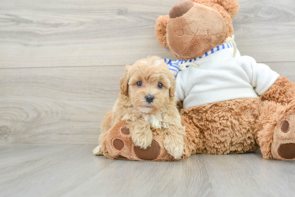 Maltipoo Pup Being Cute