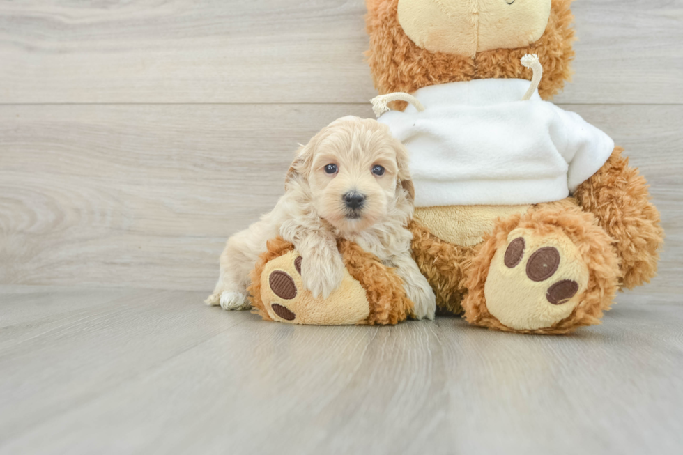 Energetic Maltese Poodle Poodle Mix Puppy