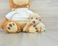 8 week old Maltipoo Puppy For Sale - Lone Star Pups