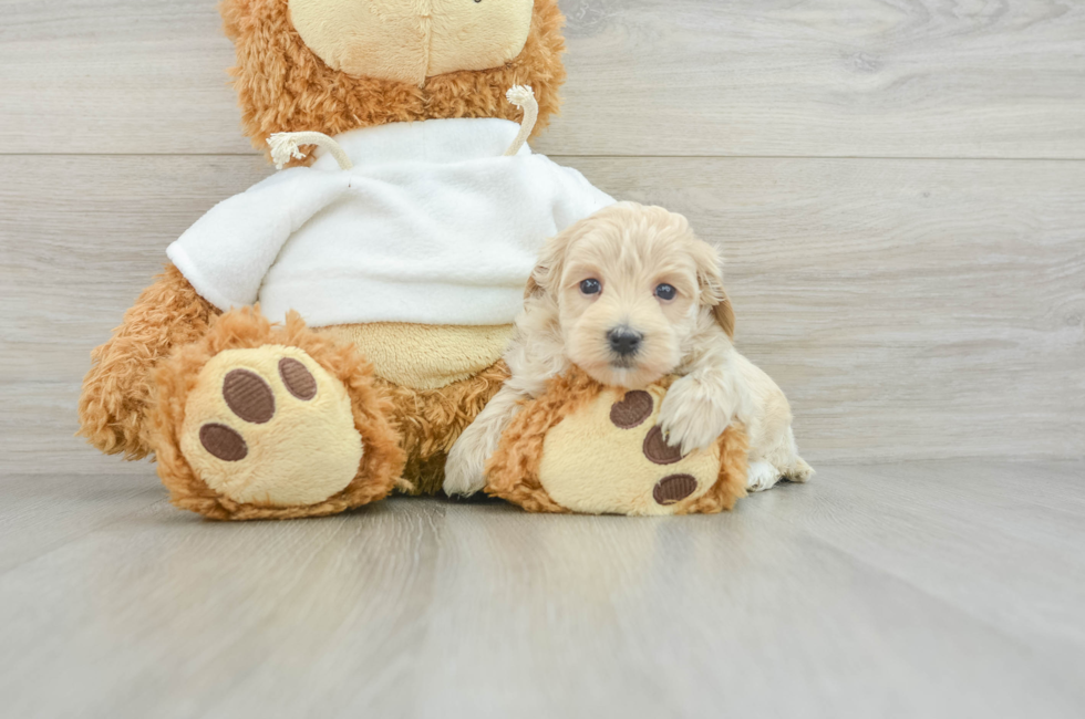 8 week old Maltipoo Puppy For Sale - Lone Star Pups