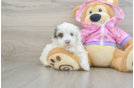 Maltipoo Puppy for Adoption