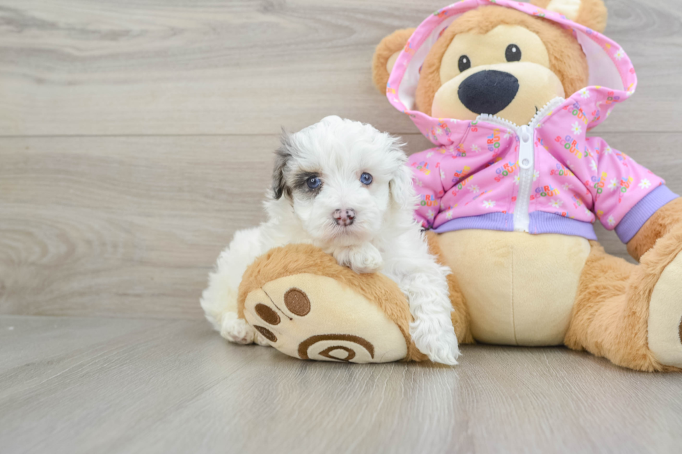 Maltipoo Puppy for Adoption