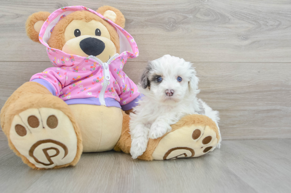 Petite Maltipoo Poodle Mix Pup