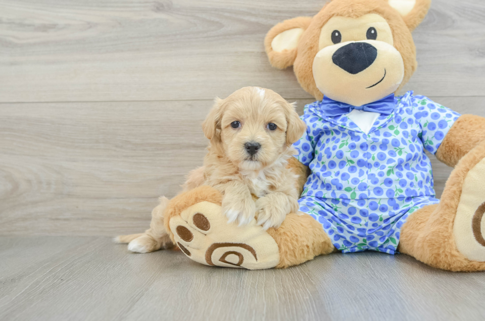 6 week old Maltipoo Puppy For Sale - Lone Star Pups