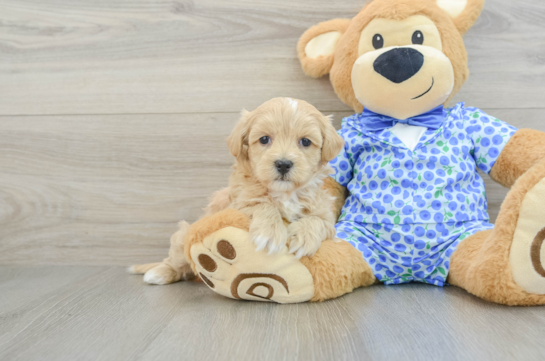 Little Maltepoo Poodle Mix Puppy