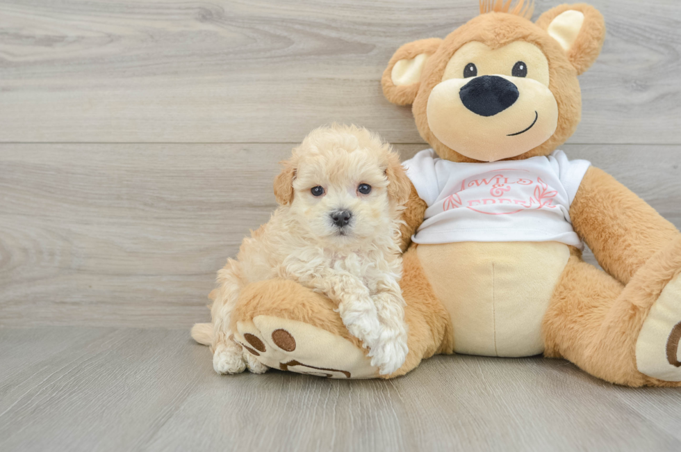 7 week old Maltipoo Puppy For Sale - Lone Star Pups
