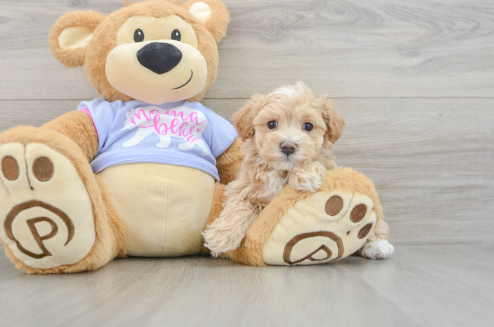 6 week old Maltipoo Puppy For Sale - Lone Star Pups