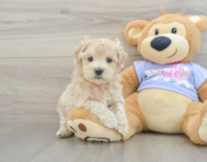 8 week old Maltipoo Puppy For Sale - Lone Star Pups