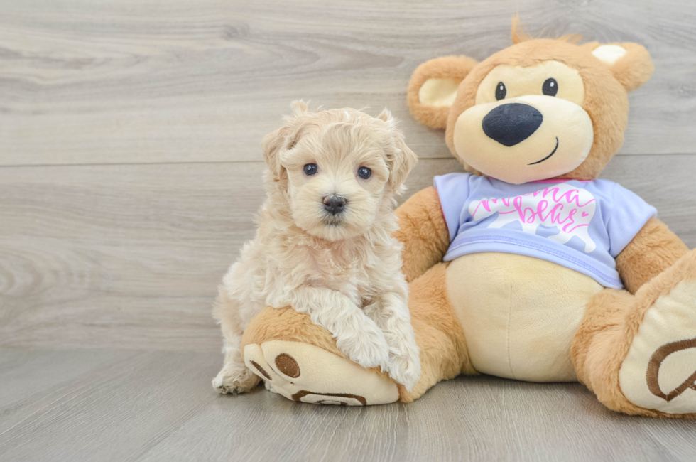 5 week old Maltipoo Puppy For Sale - Lone Star Pups