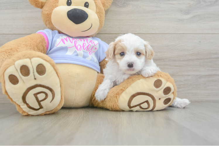 Maltipoo Puppy for Adoption
