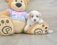 8 week old Maltipoo Puppy For Sale - Lone Star Pups