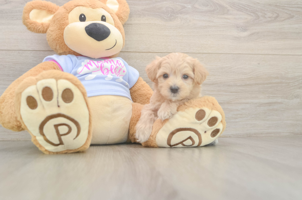 6 week old Maltipoo Puppy For Sale - Lone Star Pups