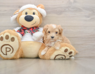 7 week old Maltipoo Puppy For Sale - Lone Star Pups