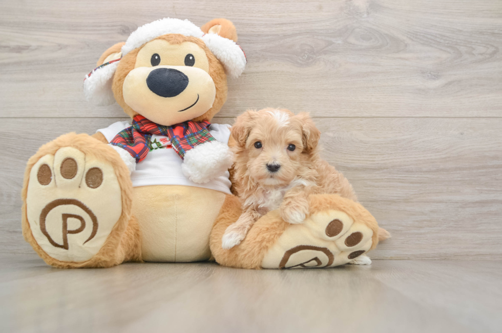 5 week old Maltipoo Puppy For Sale - Lone Star Pups