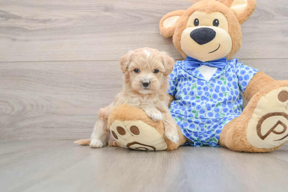 Maltipoo Puppy for Adoption