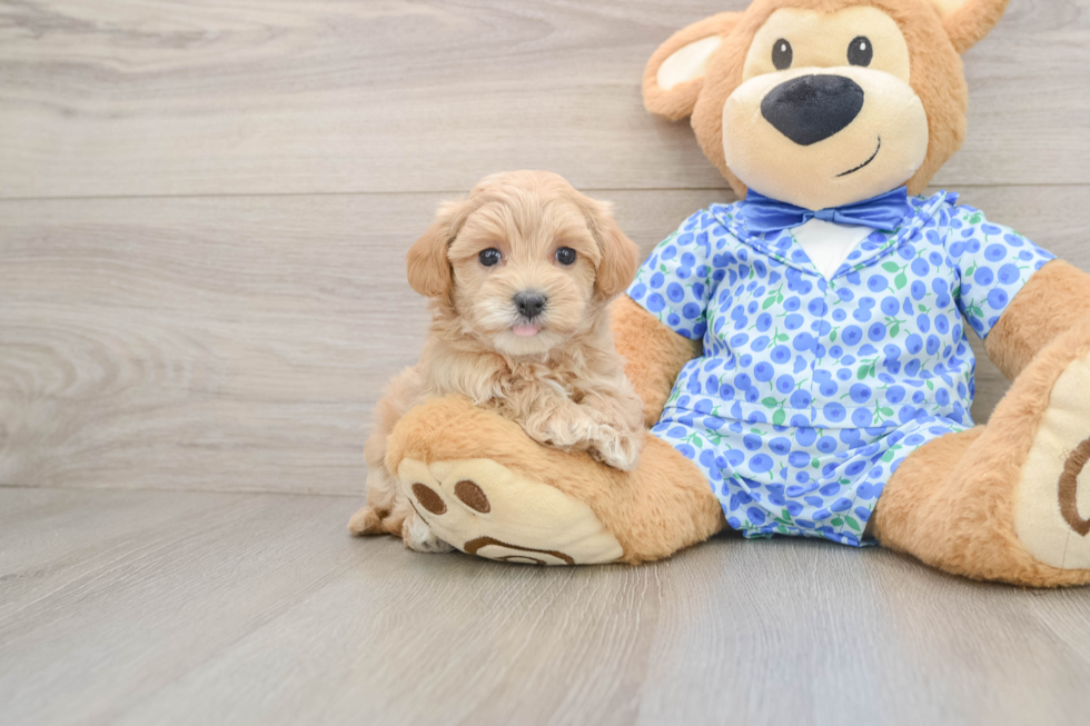 Maltipoo Pup Being Cute