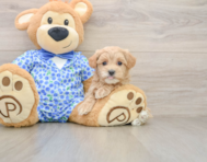 8 week old Maltipoo Puppy For Sale - Lone Star Pups