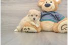 Best Maltipoo Baby