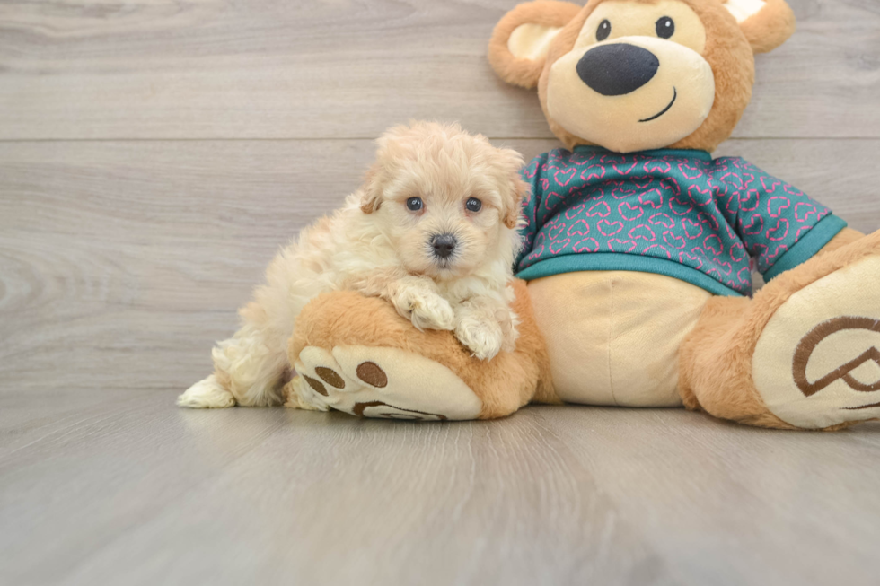 Best Maltipoo Baby
