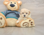 9 week old Maltipoo Puppy For Sale - Lone Star Pups