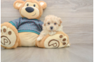 Maltipoo Puppy for Adoption