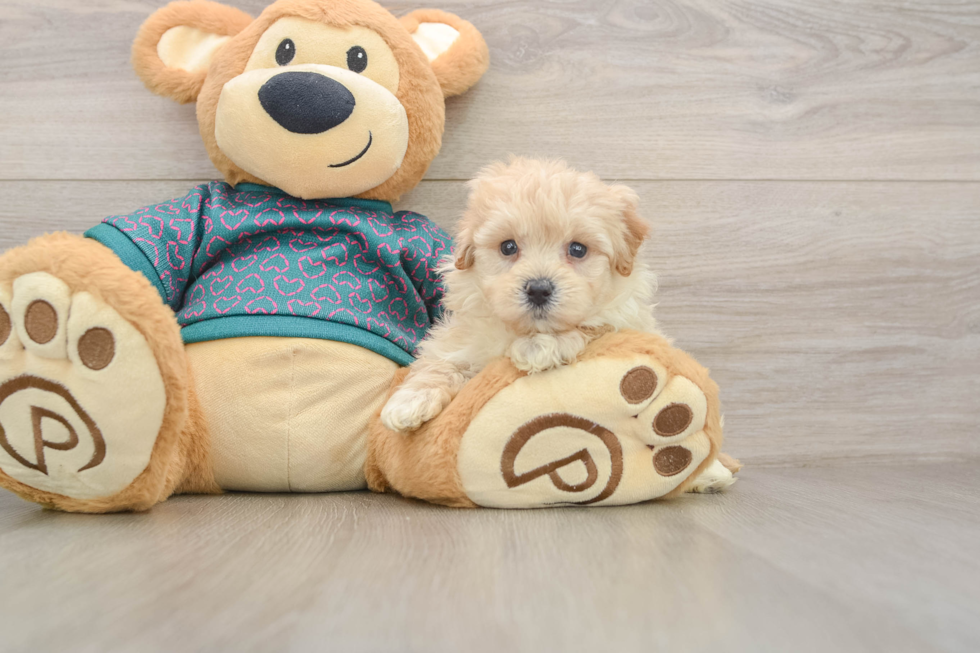 Maltipoo Puppy for Adoption
