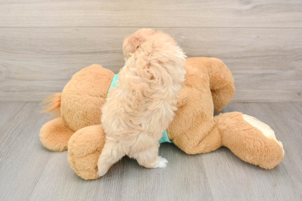 Maltipoo Puppy for Adoption