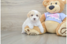 Best Maltipoo Baby