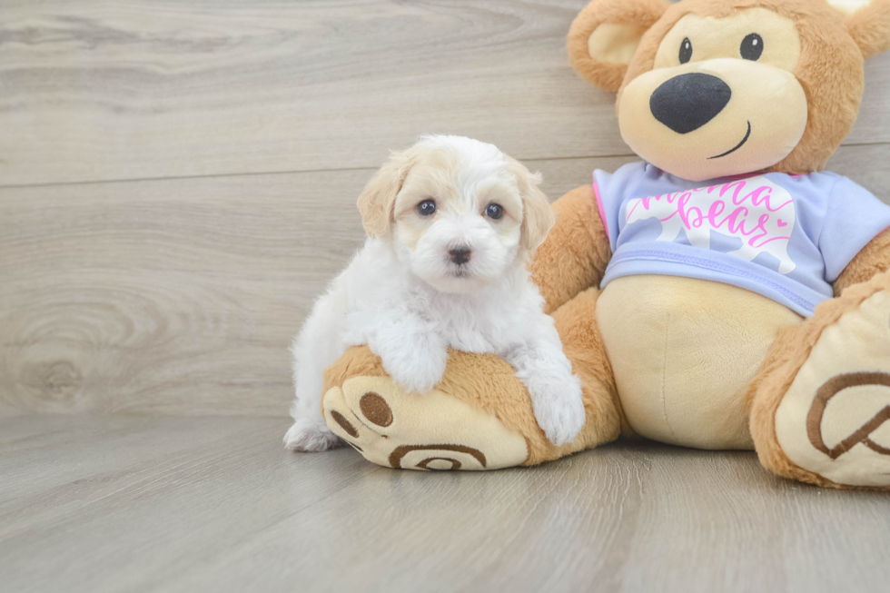 Best Maltipoo Baby